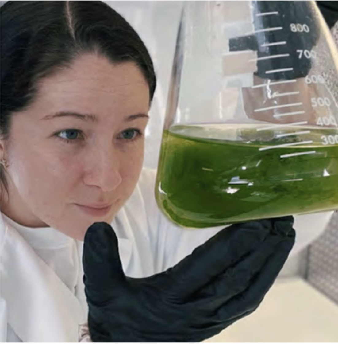 Scientist inspecting algae culture in flask