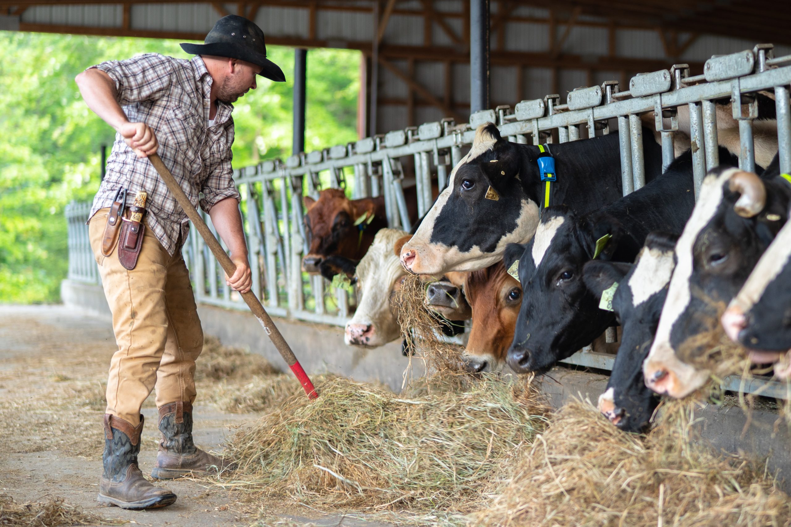 Giving cows hay