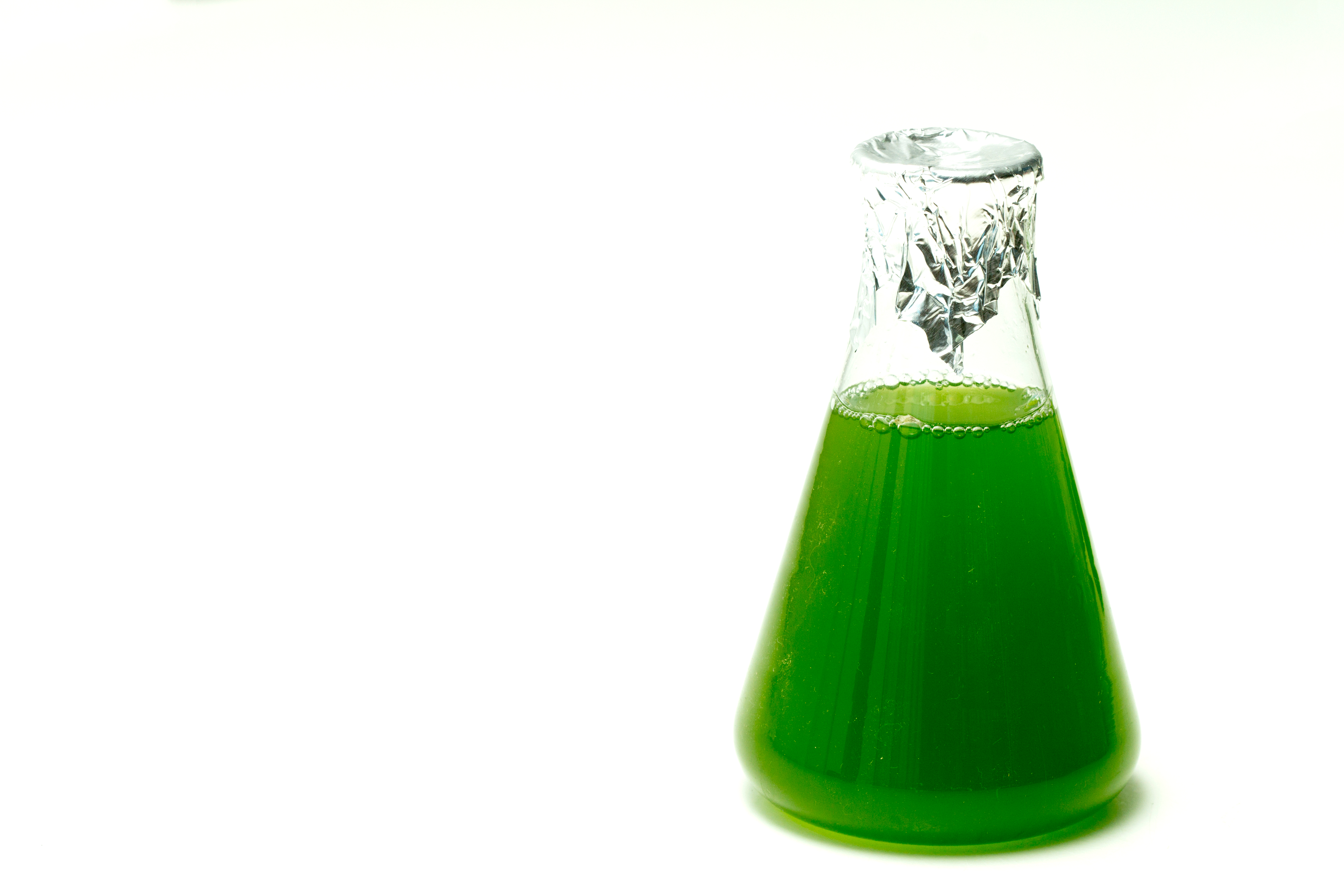 Beaker of algae culture
