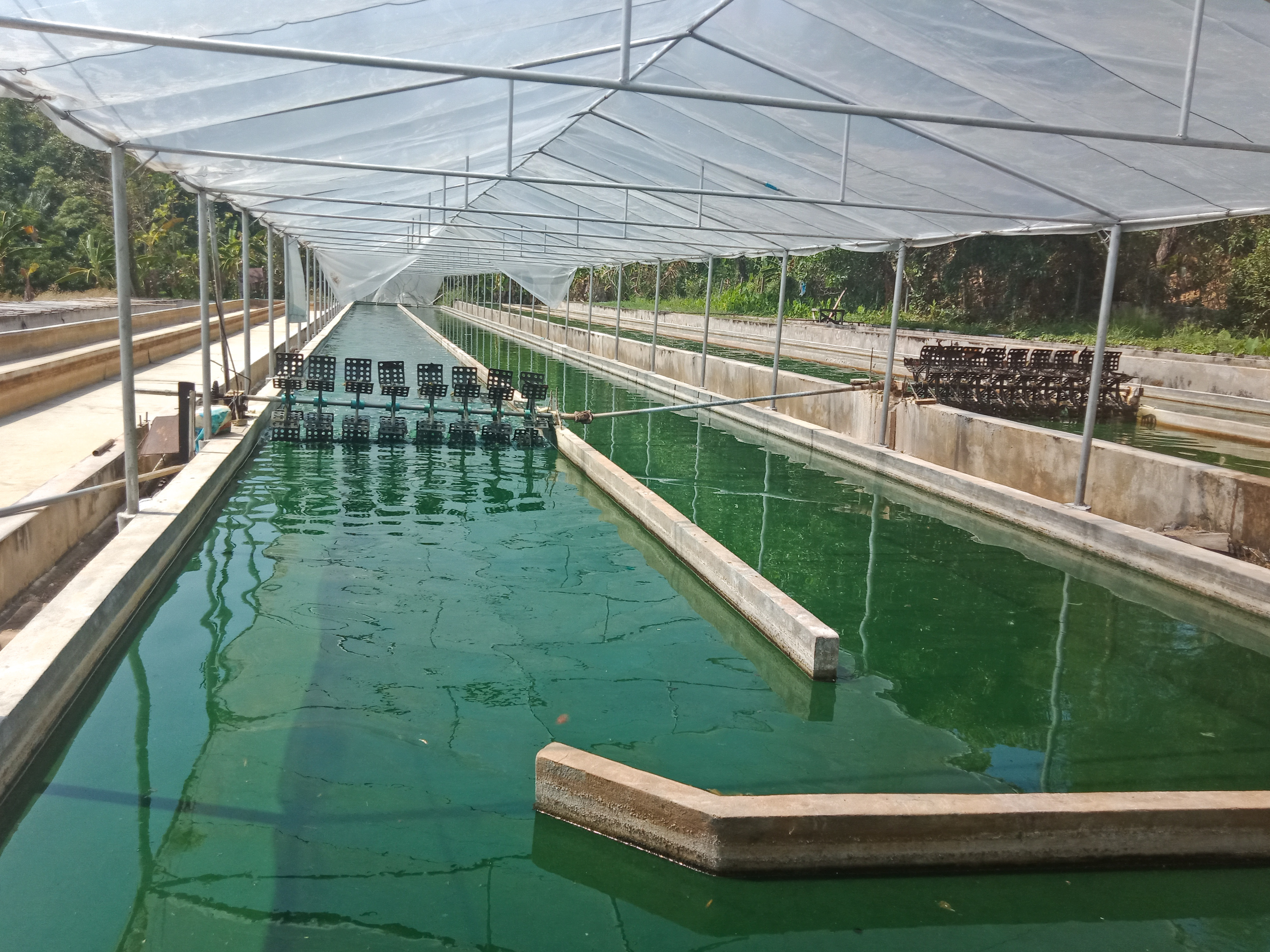 Open‑pond algae cultivation