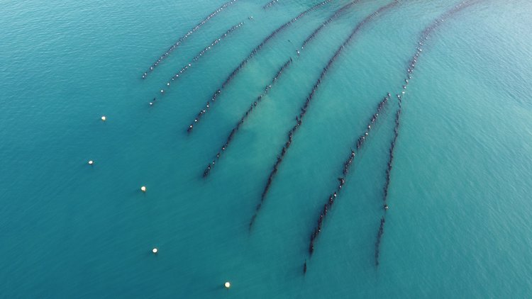 Off‑shore line cultivation