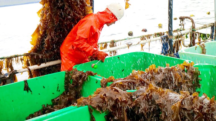 Harvesting macroalgae
