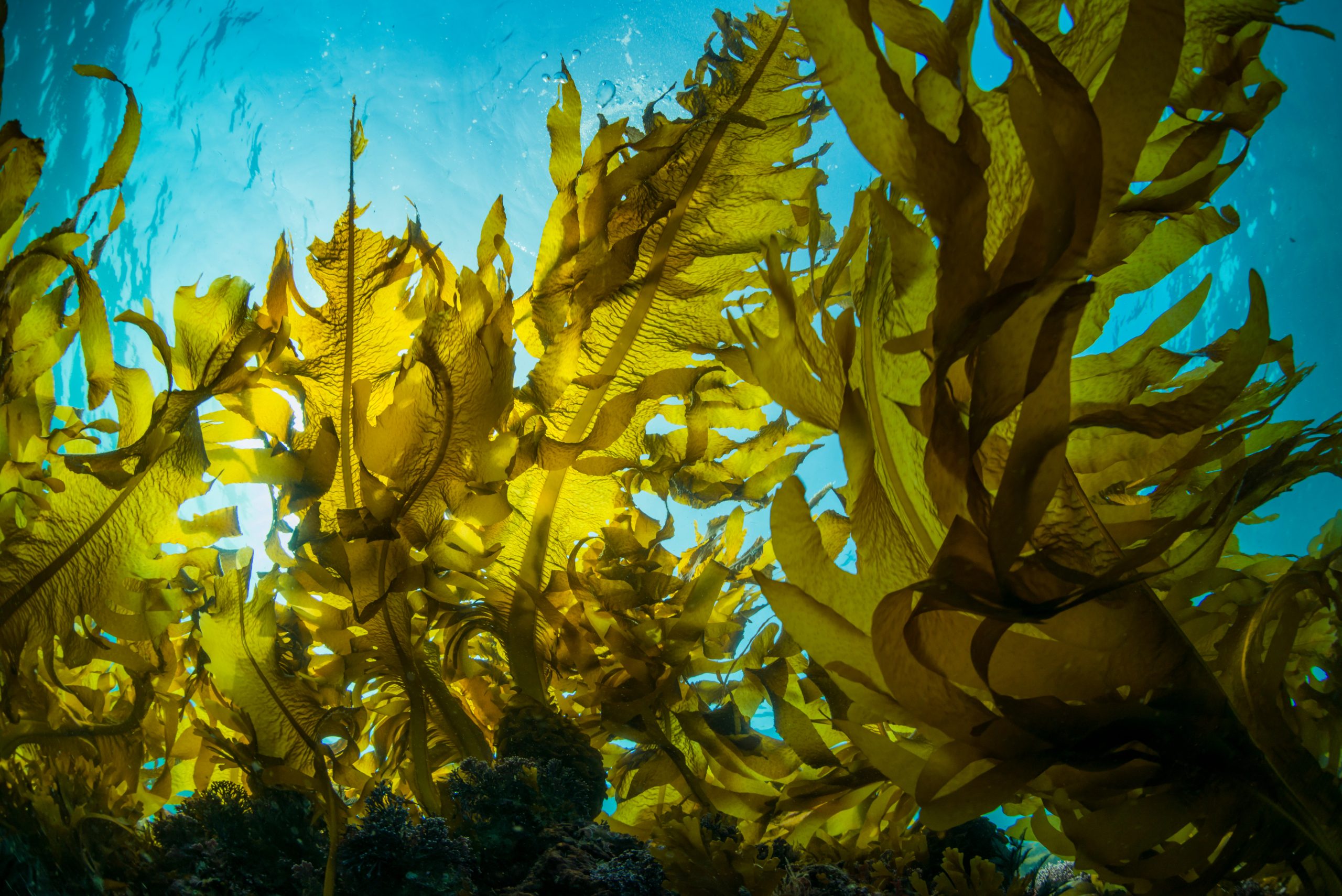 Seaweed underwater