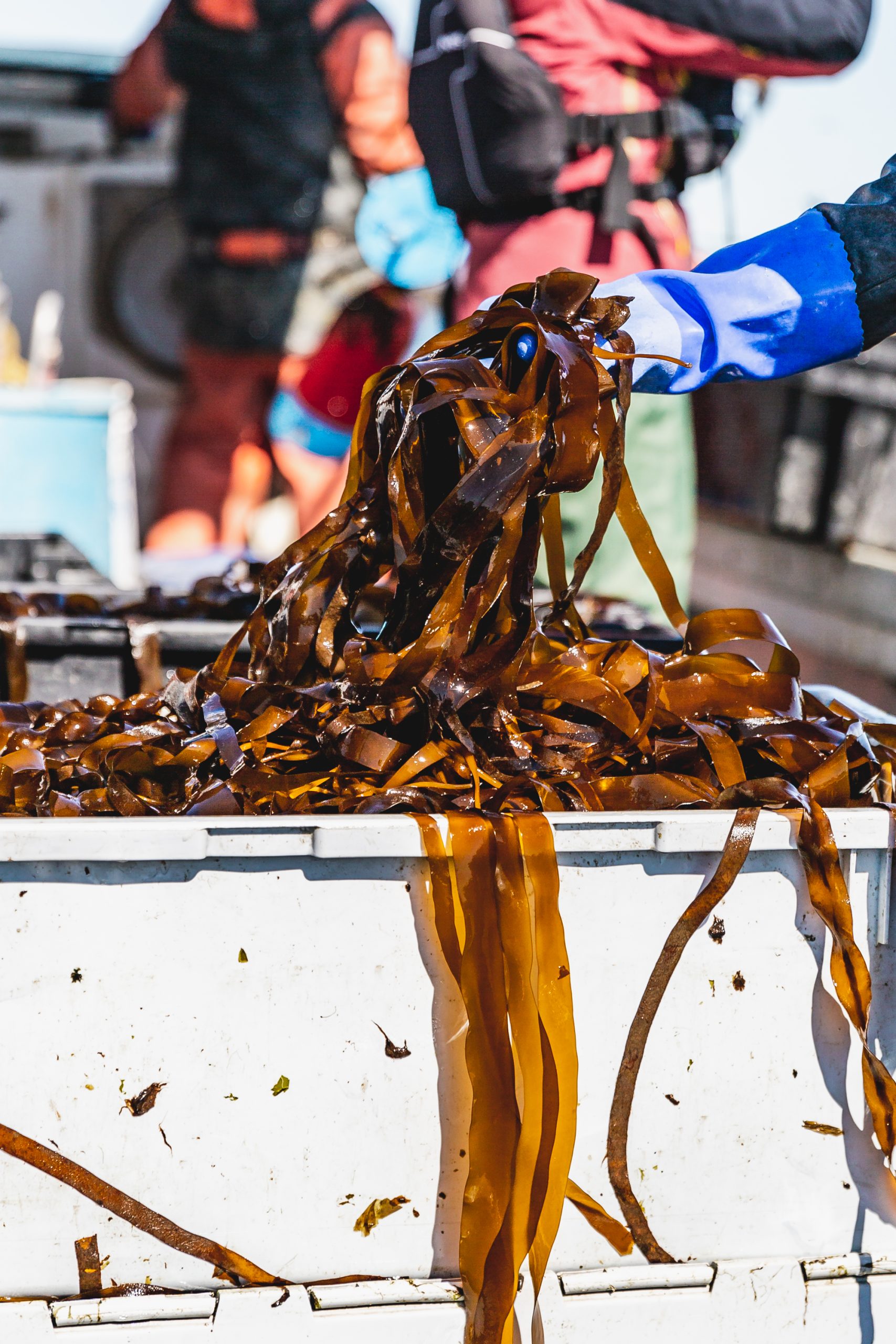 Hand scooping macroalgae