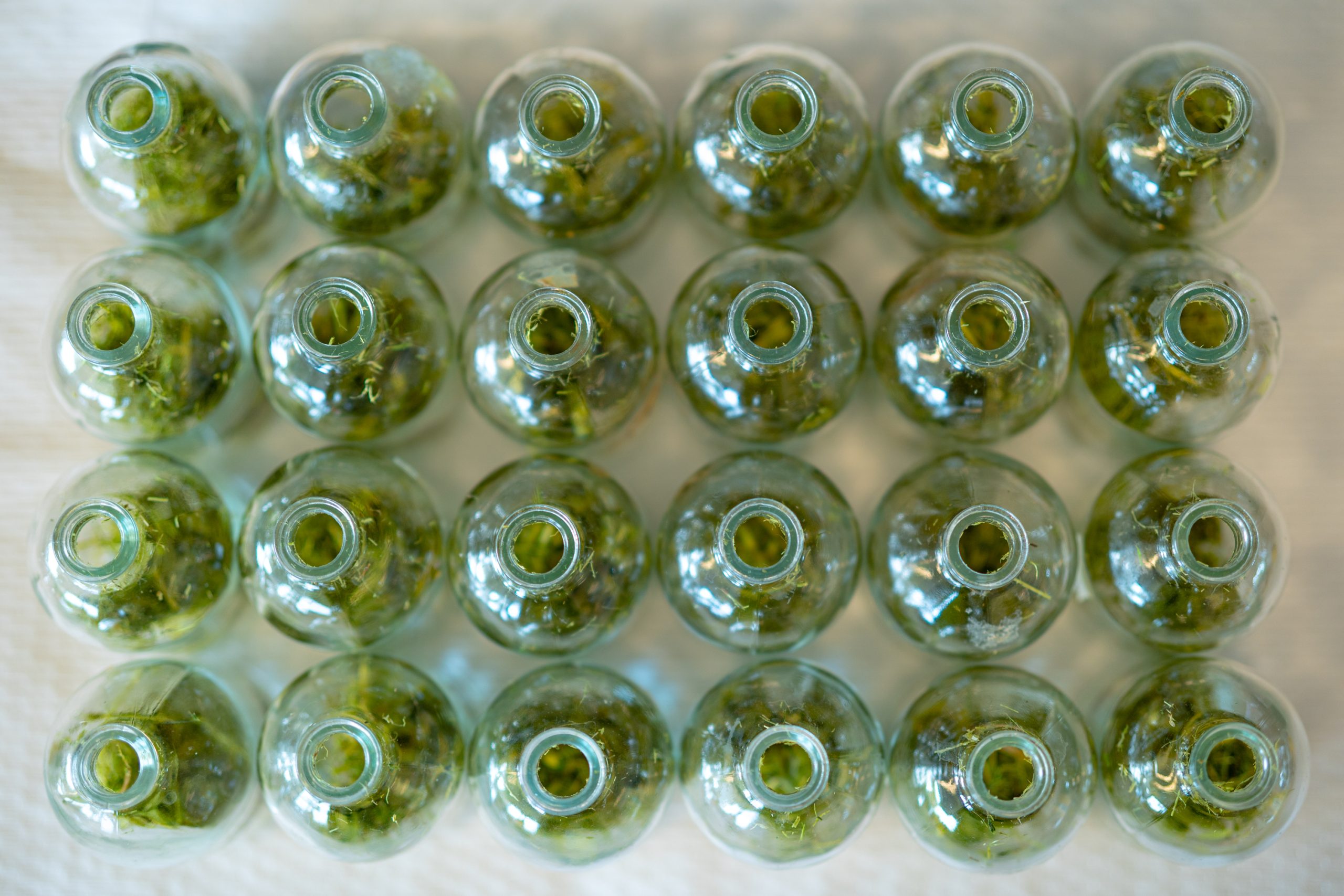 Array of algae culture plates