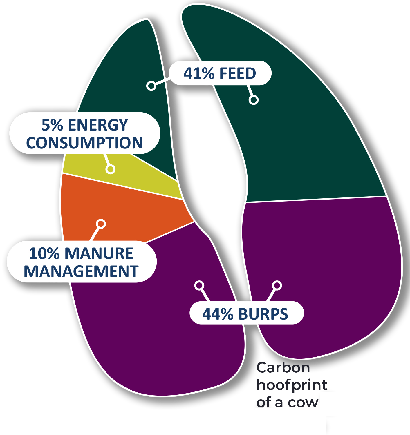 Carbon hoofprint of a cow infographic