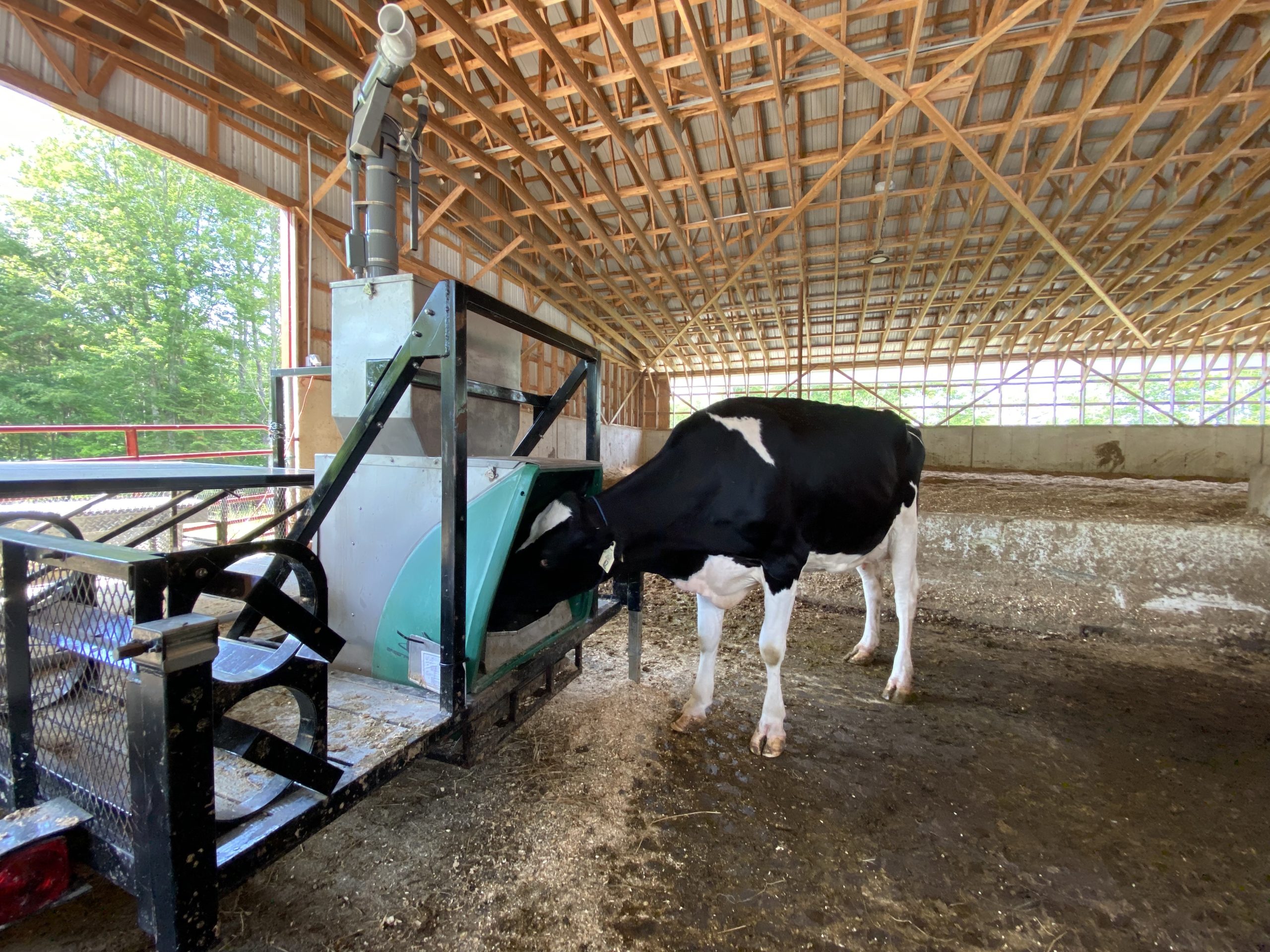 Cows feeding in barn
