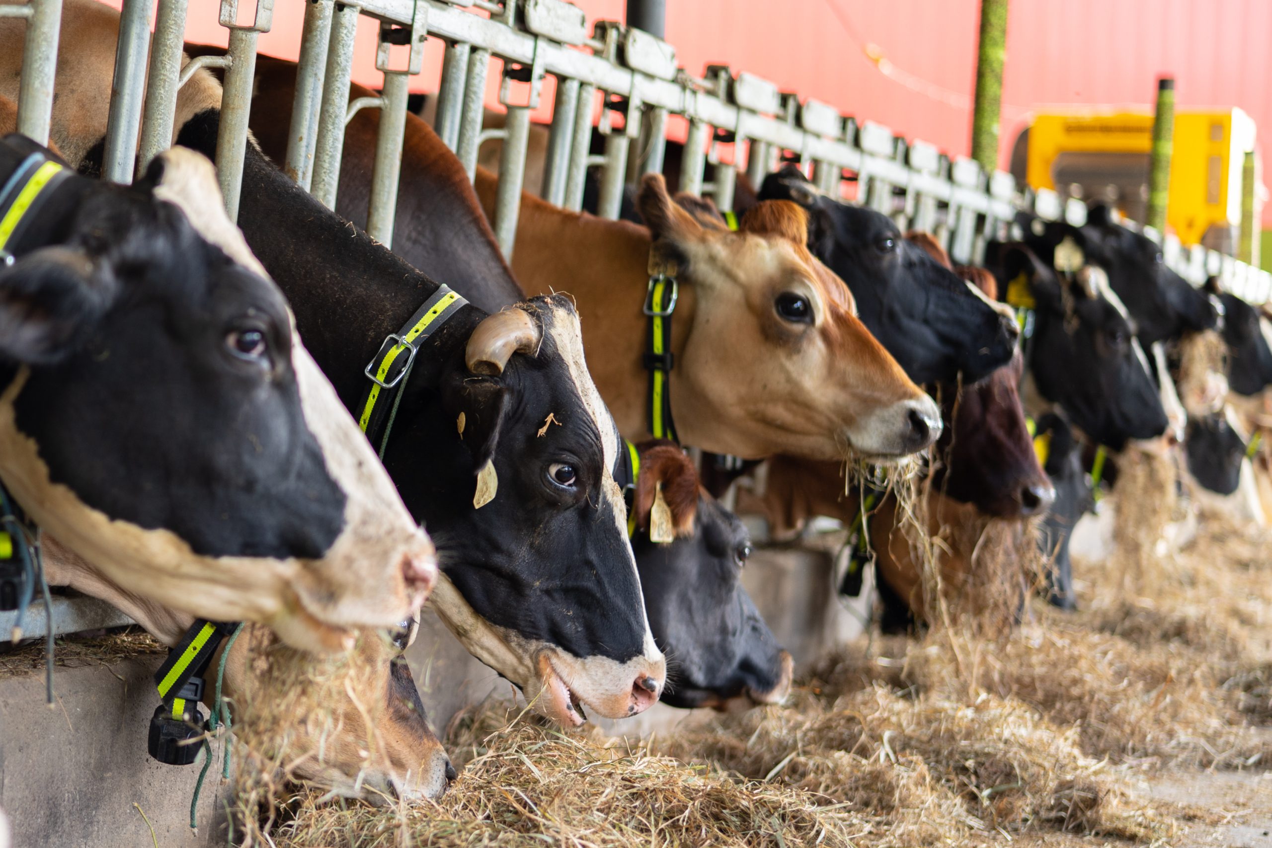 Dairy cows at feedline