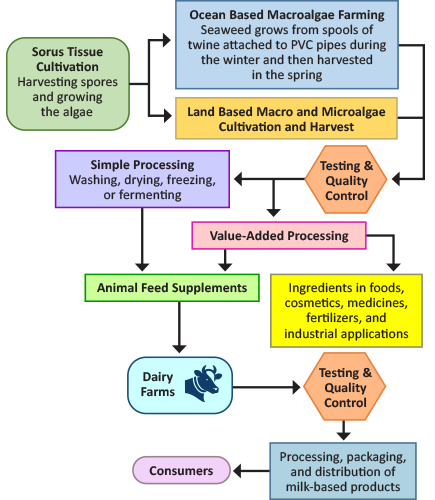 Supply chain flowchart from spore cultivation to consumers